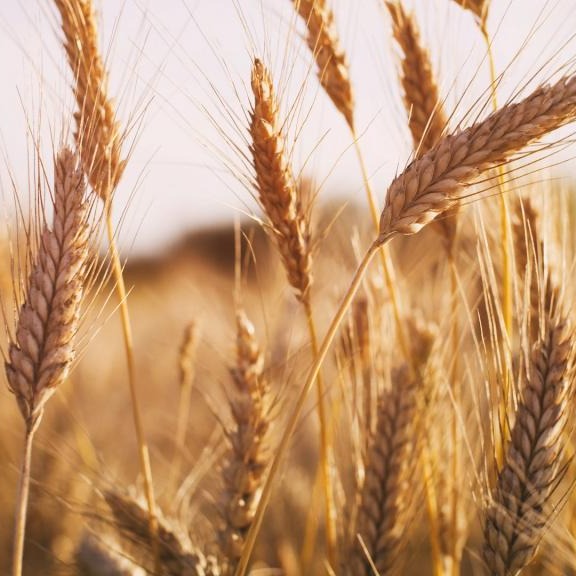 Photo de Monsieur José GASPAR TENREIRO