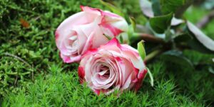 fleurs roses